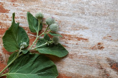 Fresh green burdock leaves and flowers on wooden table, top view. Space for text