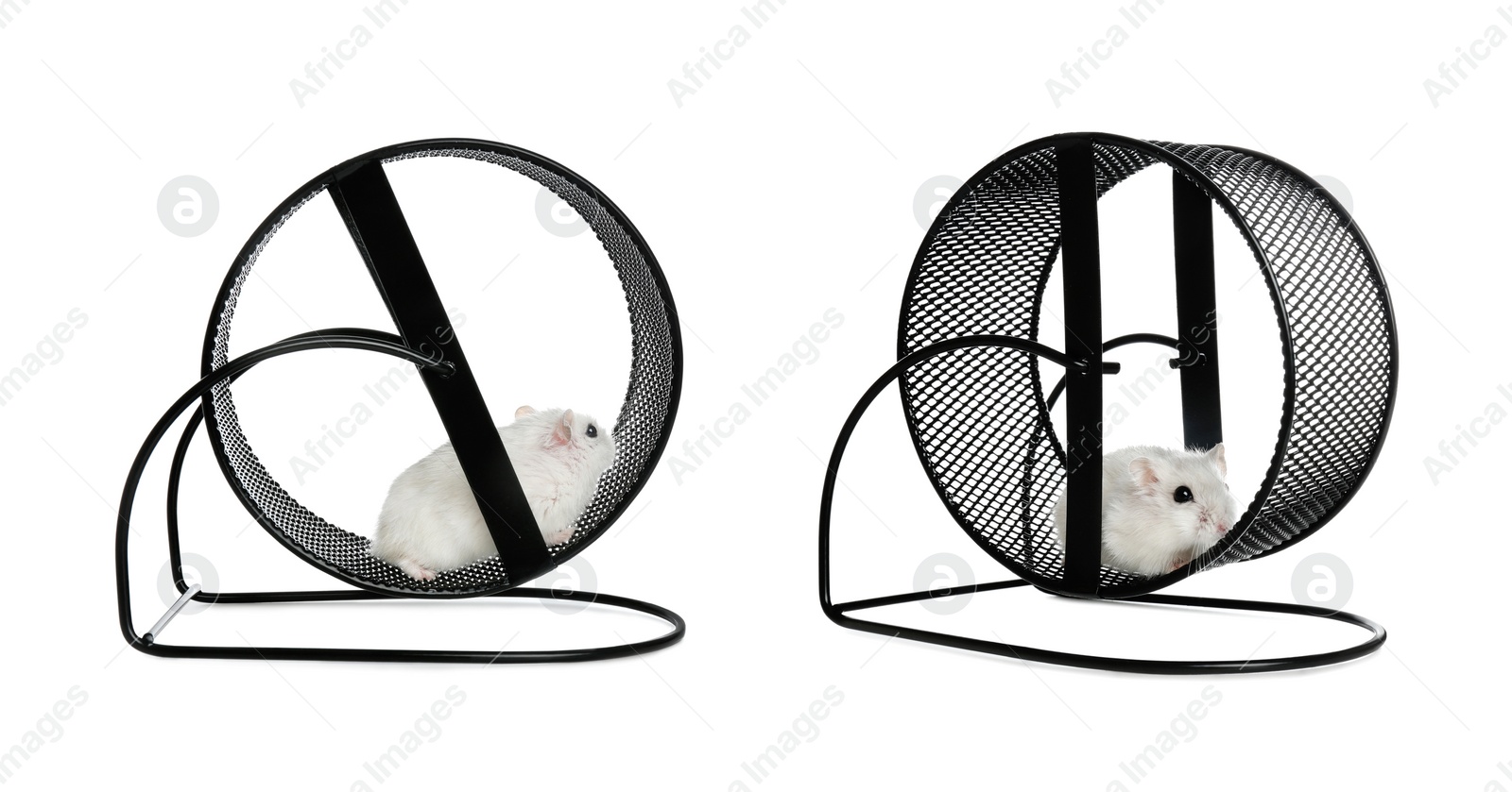 Image of Cute funny hamsters running in wheels on white background, collage. Banner design