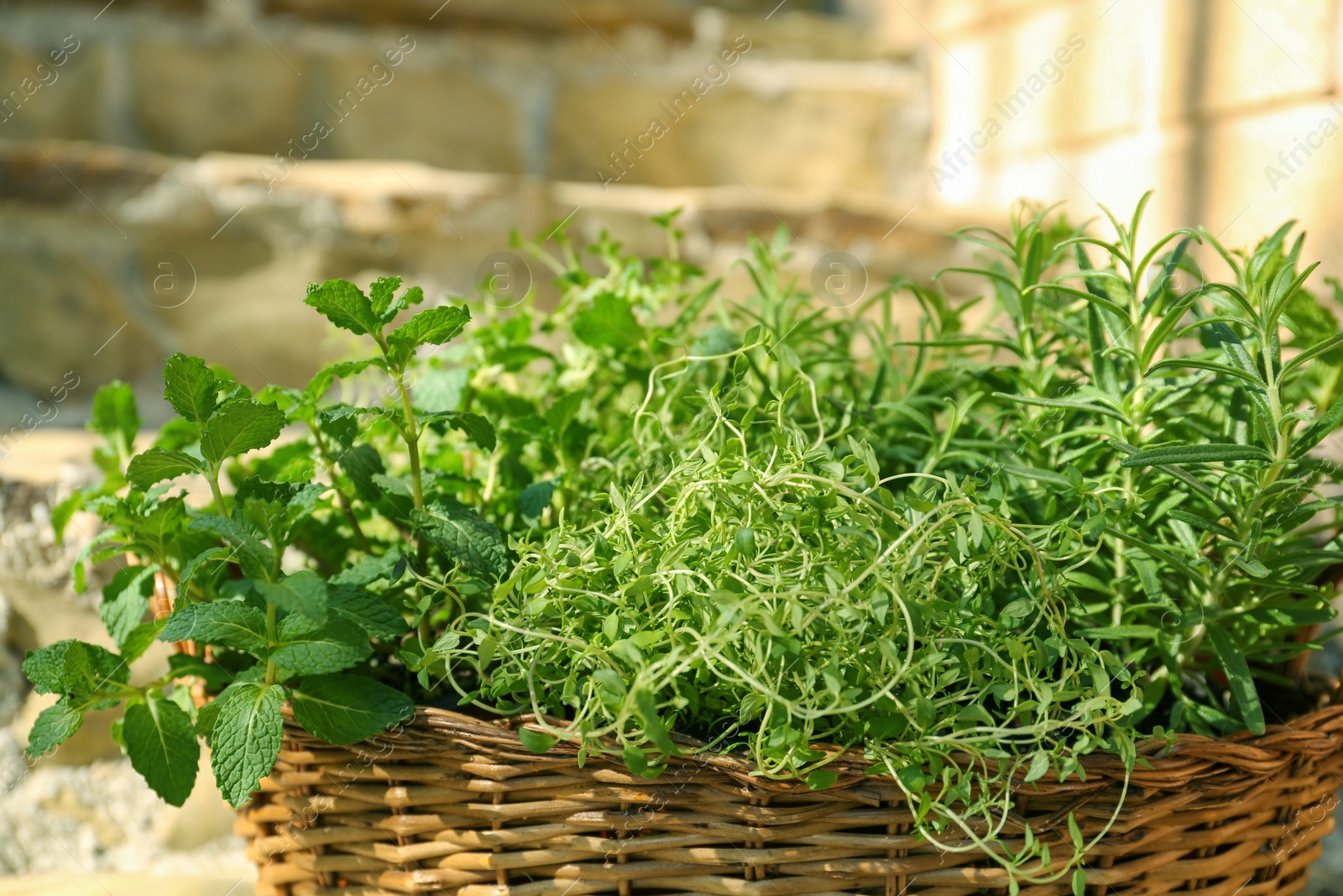 Photo of Wicker basket with fresh mint, thyme and rosemary on sunny day. Aromatic herbs
