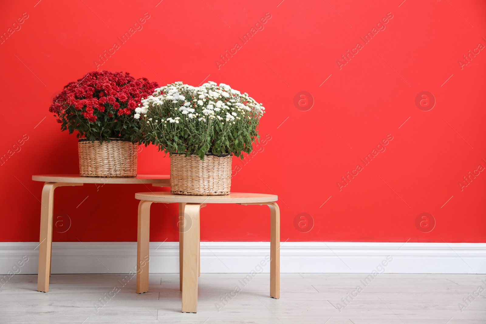 Photo of Pots with beautiful chrysanthemum flowers on wooden tables against red wall. Space for text