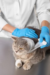 Photo of Veterinarian putting bandage on ear of cute scottish straight cat at grey table, closeup