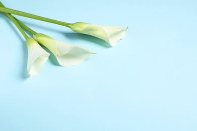 Photo of Beautiful calla lily flowers on light blue background, space for text