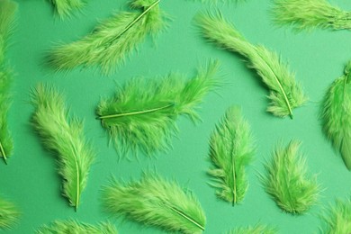 Bright feathers on green background, flat lay