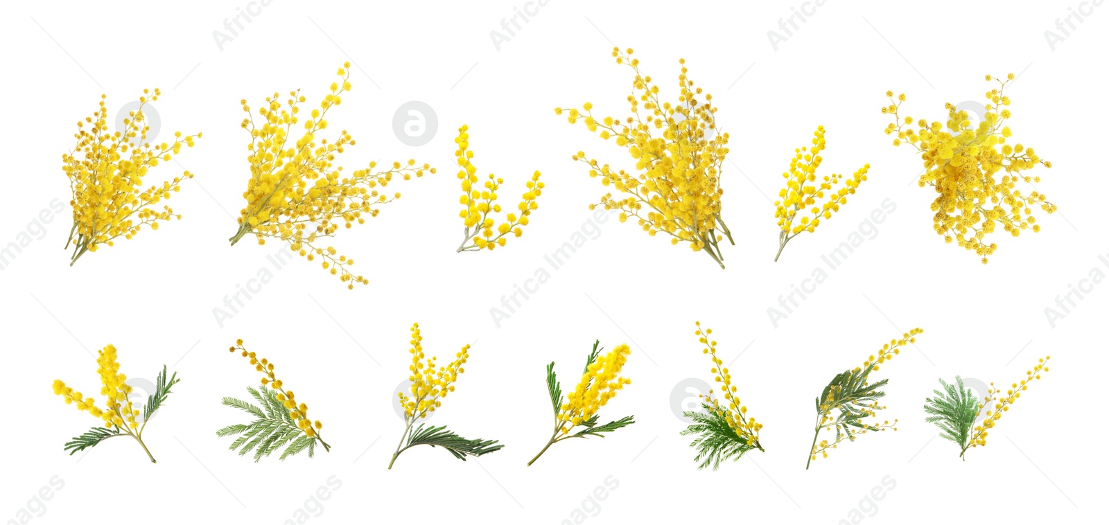 Image of Set with bright yellow mimosa flowers on white background. Banner design