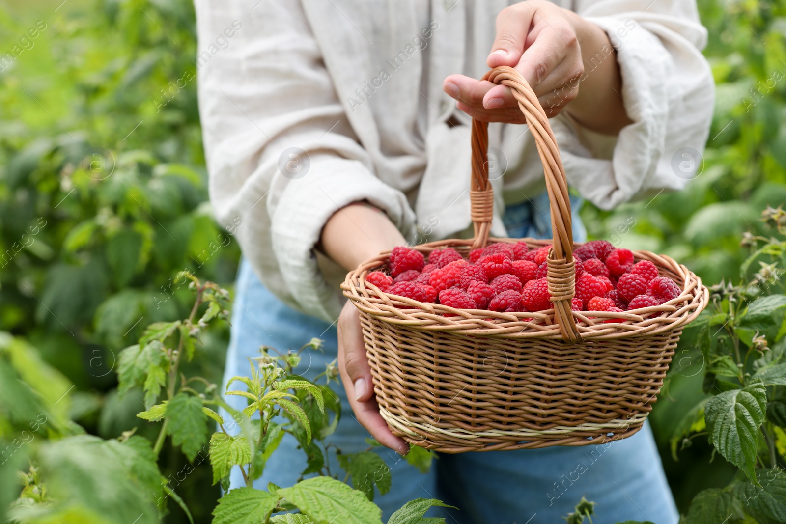 Photo of Woman holding wicker basket with ripe raspberries outdoors, closeup