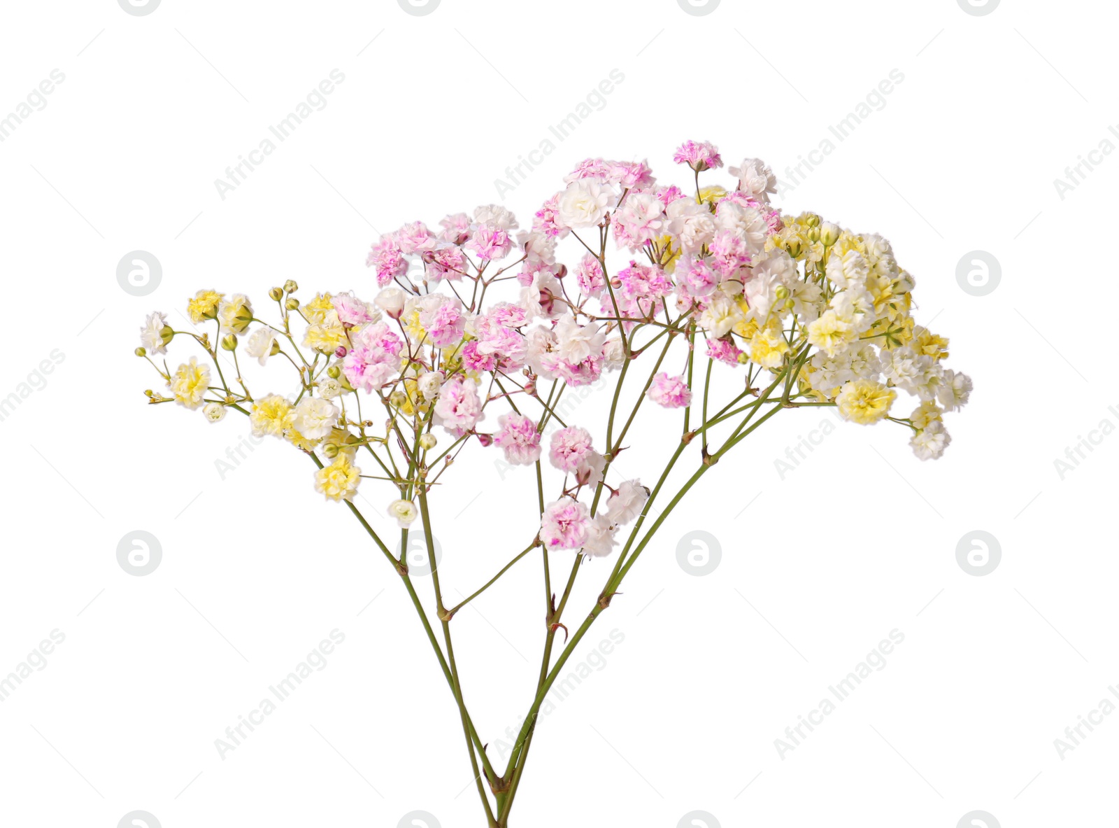 Photo of Beautiful colorful gypsophila flowers on white background