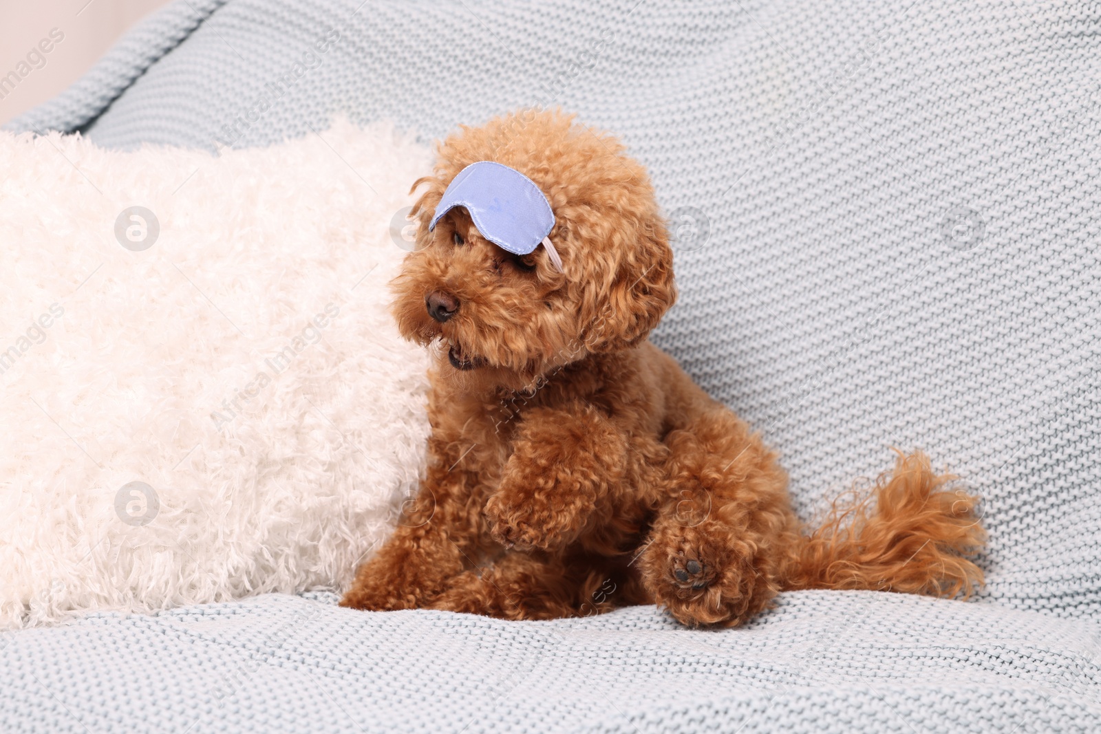 Photo of Cute Maltipoo dog with sleep mask resting on soft bed