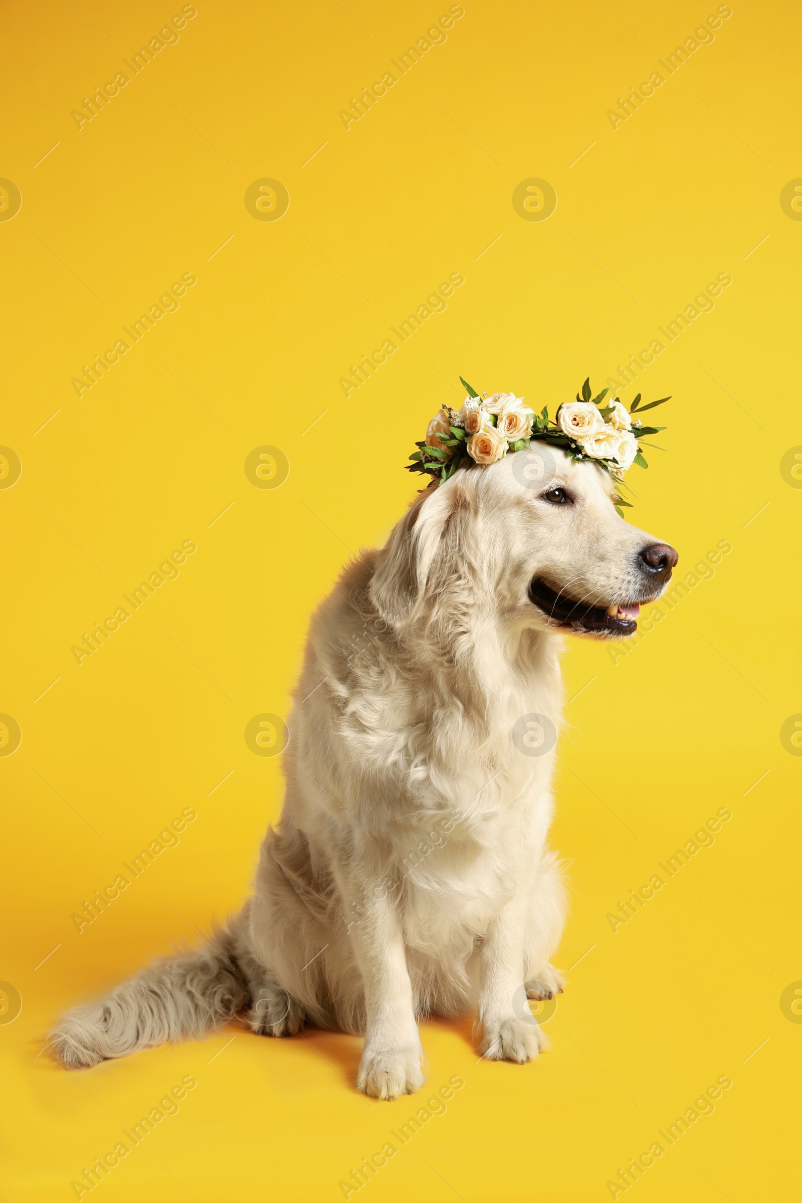 Photo of Adorable golden Retriever wearing wreath made of beautiful flowers on yellow background