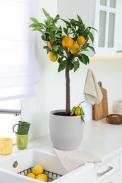 Photo of Potted lemon tree and ripe fruits on kitchen countertop