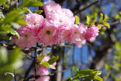 Closeup view of dwarf flowering almond with beautiful pink blossom outdoors on sunny spring day