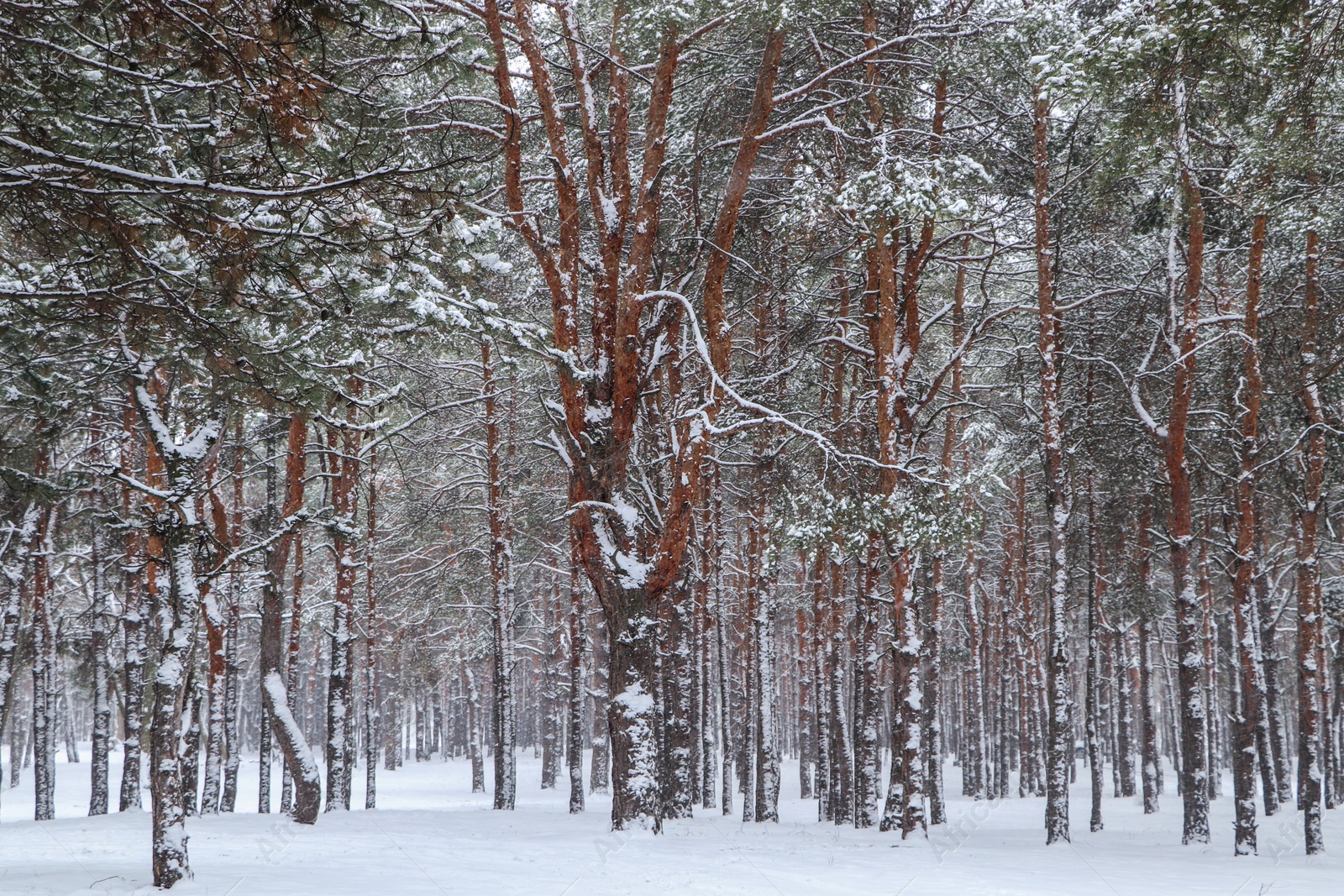 Photo of Picturesque view of beautiful forest covered with snow