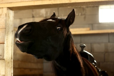 Photo of Adorable black horse in wooden stable. Lovely domesticated pet