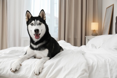 Photo of Cute Siberian Husky dog on bed at home. Space for text