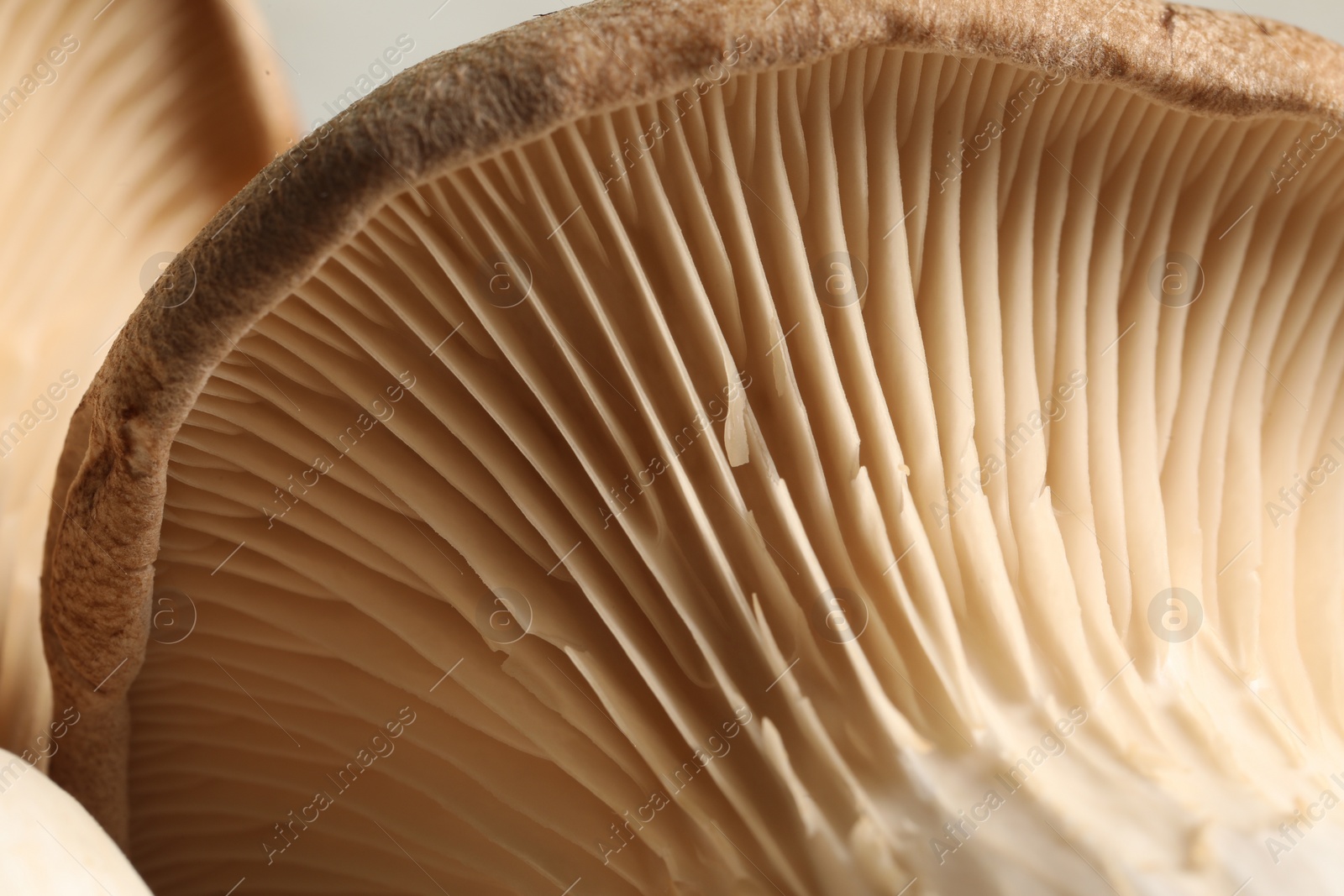 Photo of Fresh oyster mushroom on blurred background, macro view