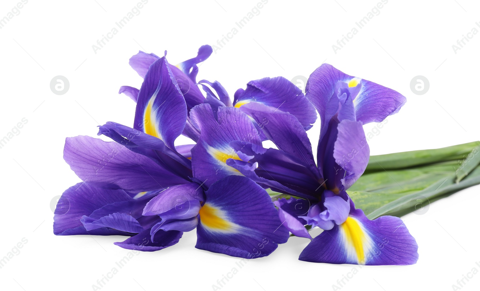 Photo of Beautiful violet iris flowers isolated on white