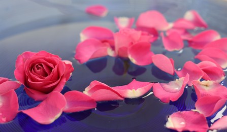 Photo of Pink roses and petals in bowl with water, closeup