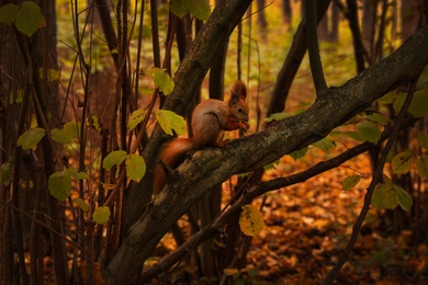 Photo of View of cute squirrel on tree in forest on autumn day