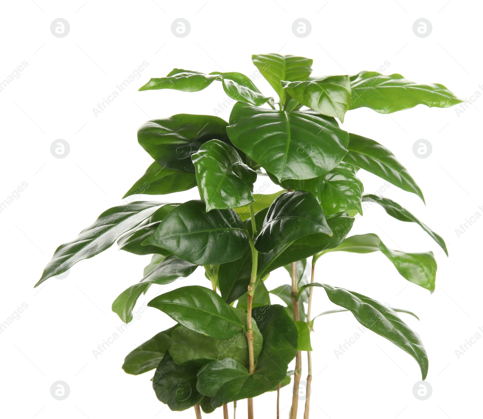 Photo of Coffee plants with green leaves on white background