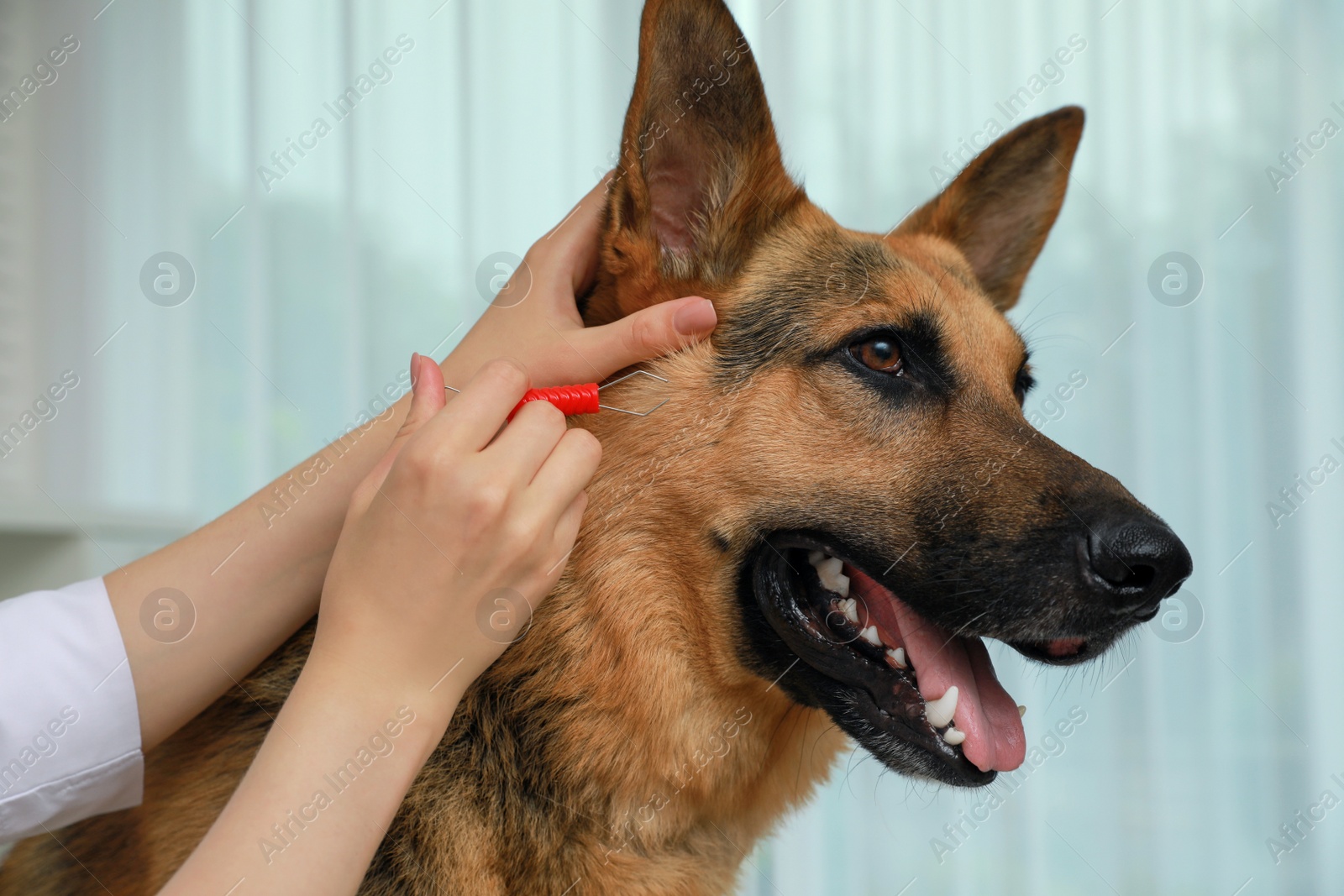 Photo of Veterinarian taking ticks off dog indoors, closeup