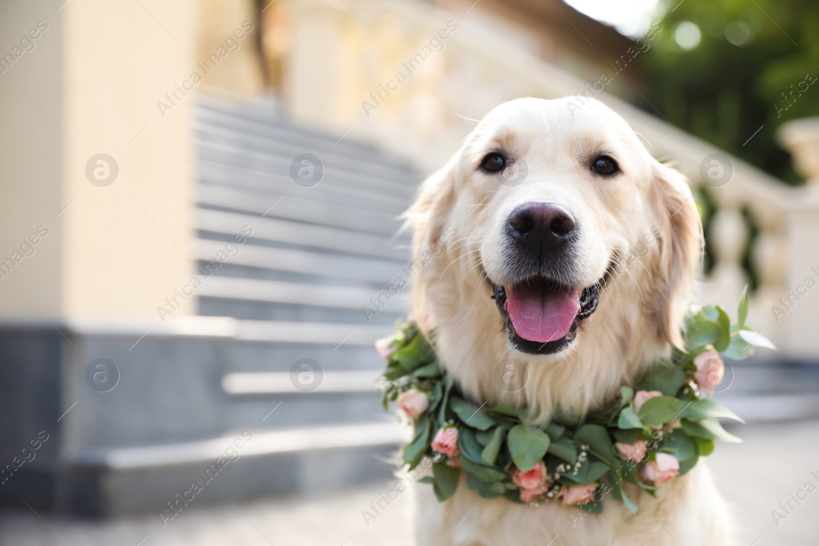 Photo of Adorable golden Retriever wearing wreath made of beautiful flowers outdoors, space for text