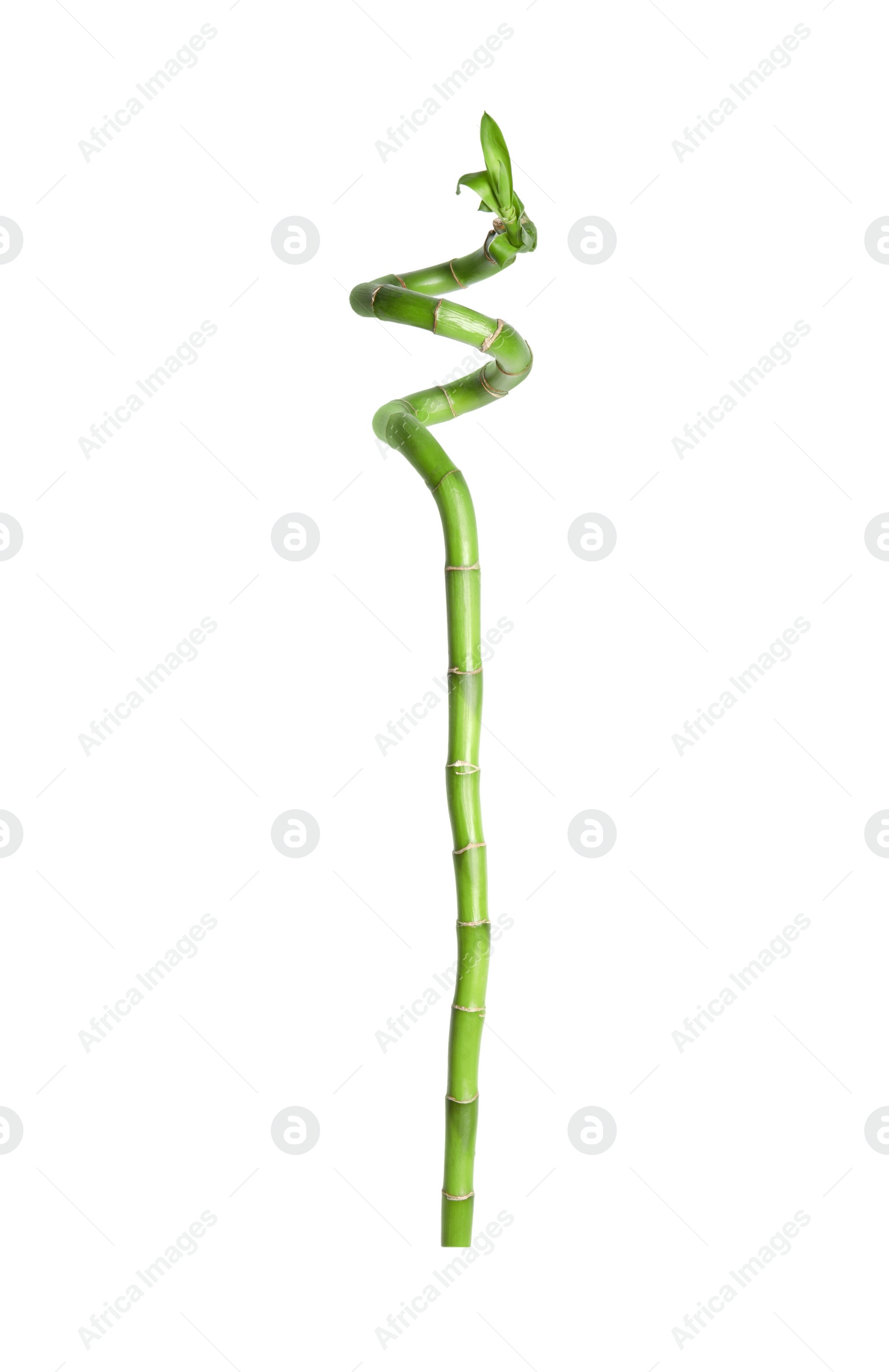 Photo of Beautiful green bamboo stem on white background