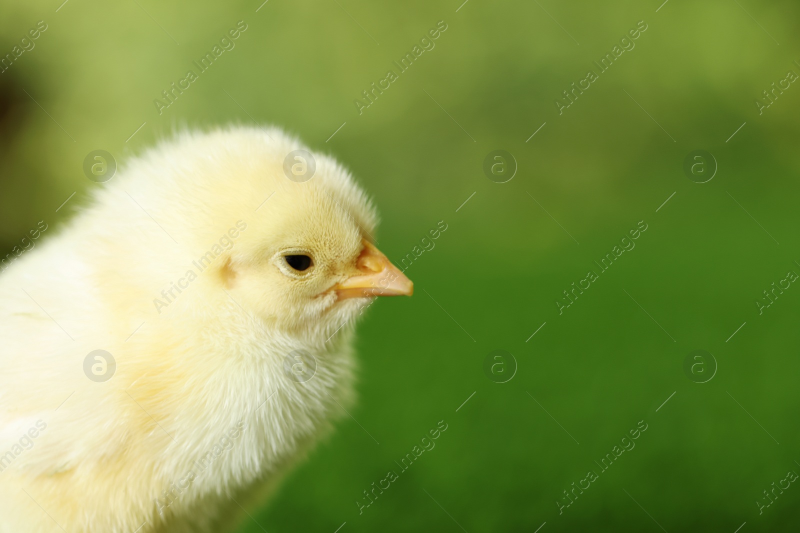 Photo of Cute chick on blurred background, closeup with space for text. Baby animal