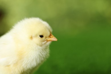 Cute chick on blurred background, closeup with space for text. Baby animal