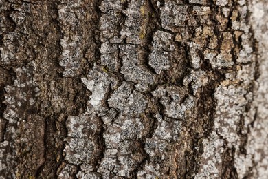 Photo of Texture of tree bark as background, closeup view