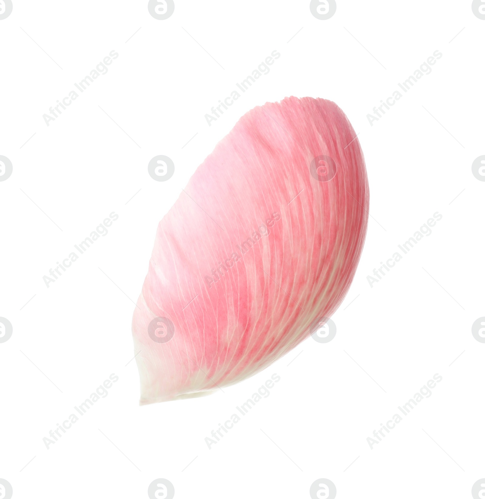 Photo of Beautiful pink peony petal isolated on white