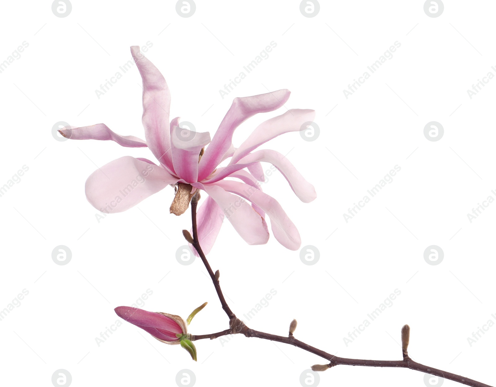 Photo of Magnolia tree branch with beautiful flower isolated on white