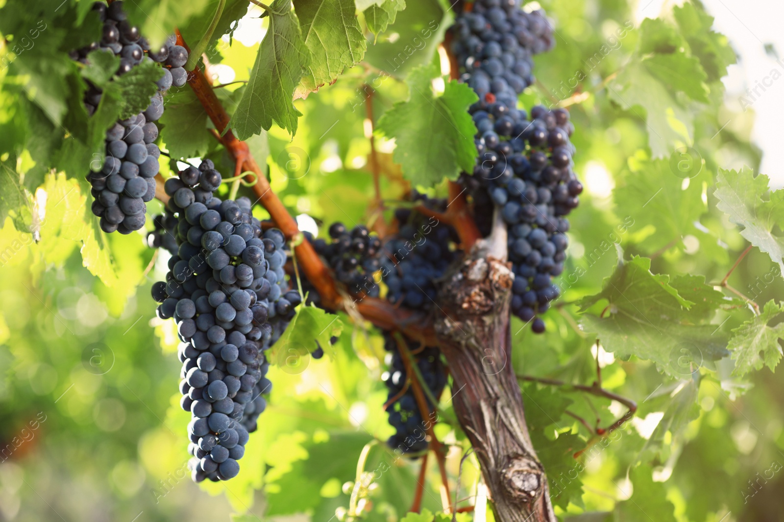 Photo of Fresh ripe juicy grapes growing in vineyard