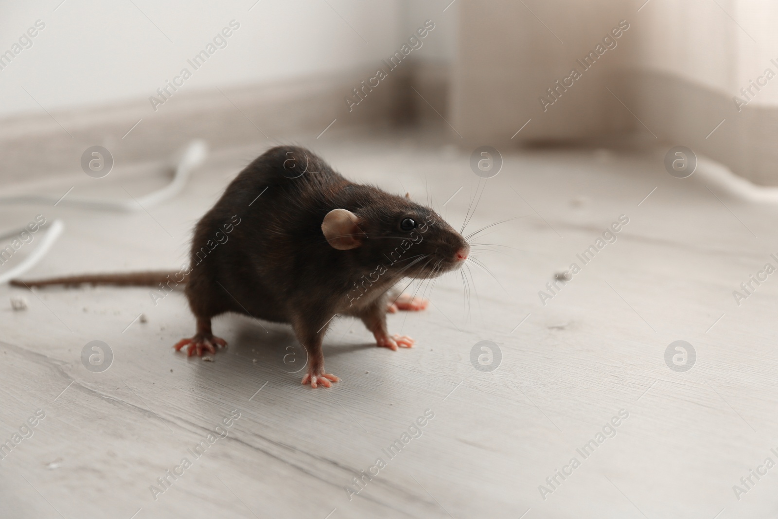 Photo of Brown rat on floor indoors. Pest control