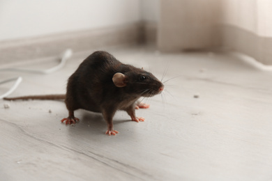 Photo of Brown rat on floor indoors. Pest control