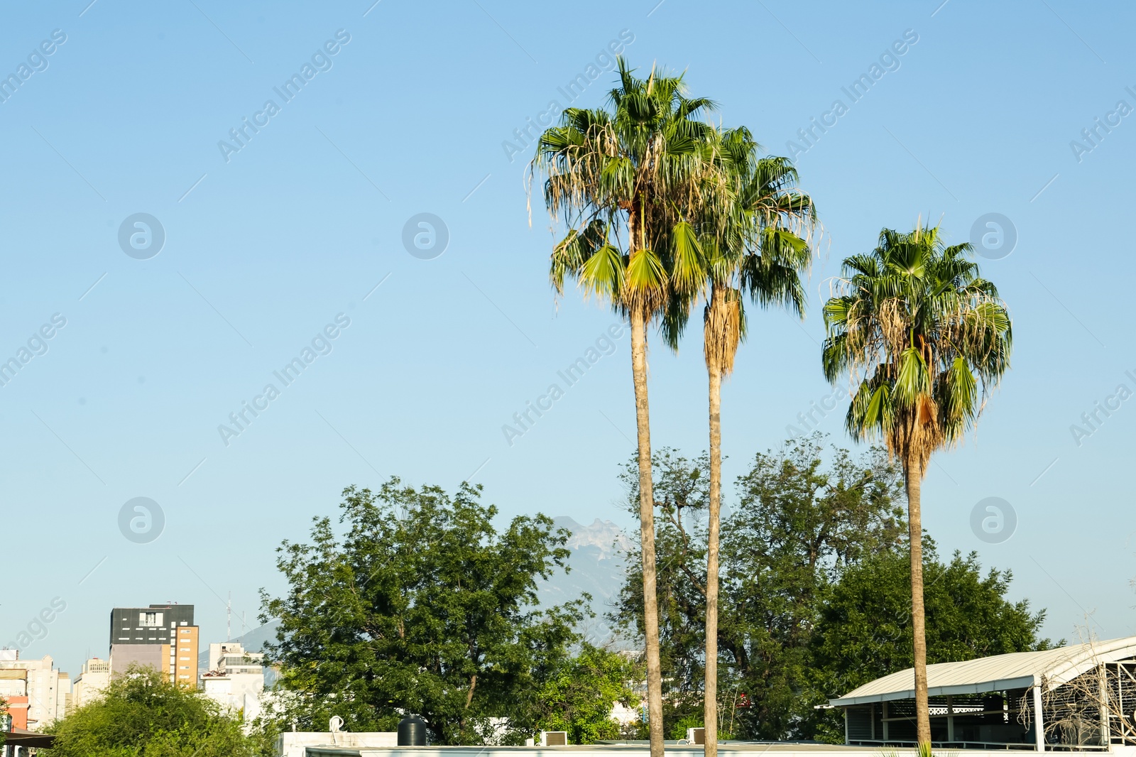 Photo of Beautiful view of city with modern buildings and palm trees