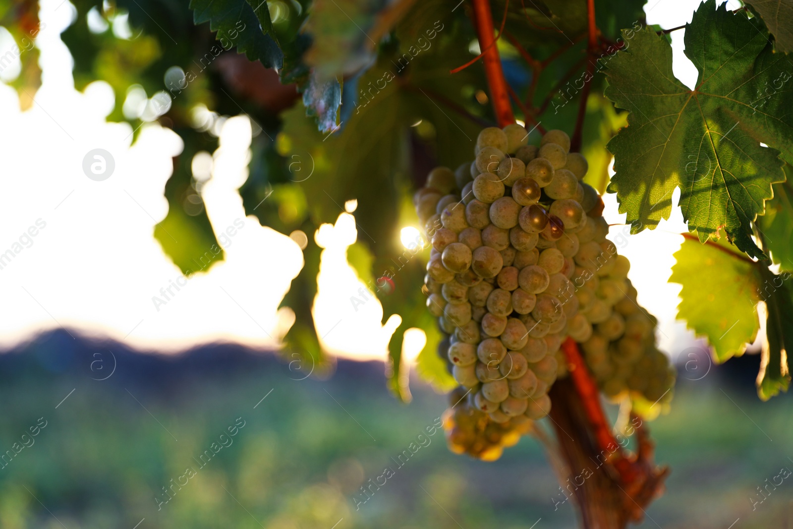 Photo of Fresh ripe juicy grapes growing in vineyard