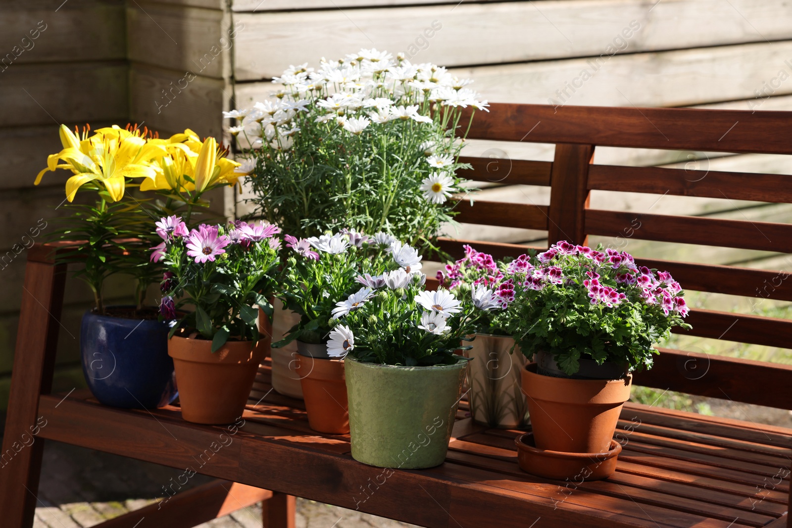 Photo of Many different beautiful blooming plants in flowerpots on wooden bench outdoors