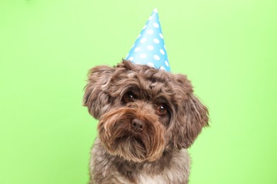 Photo of Cute Maltipoo dog wearing party hat on green background. Lovely pet