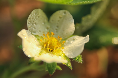 Photo of Closeup view of strawberry blossom with water drops on blurred background