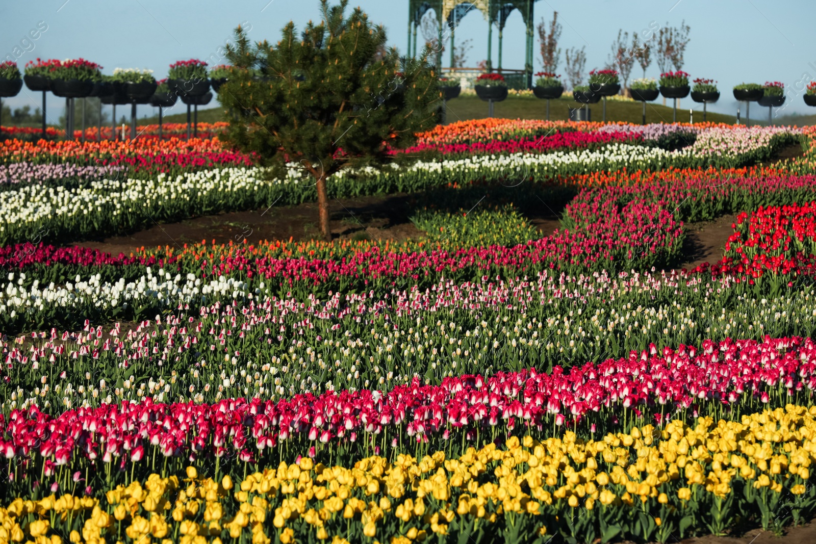 Photo of Beautiful view of field with blossoming tulips on sunny day