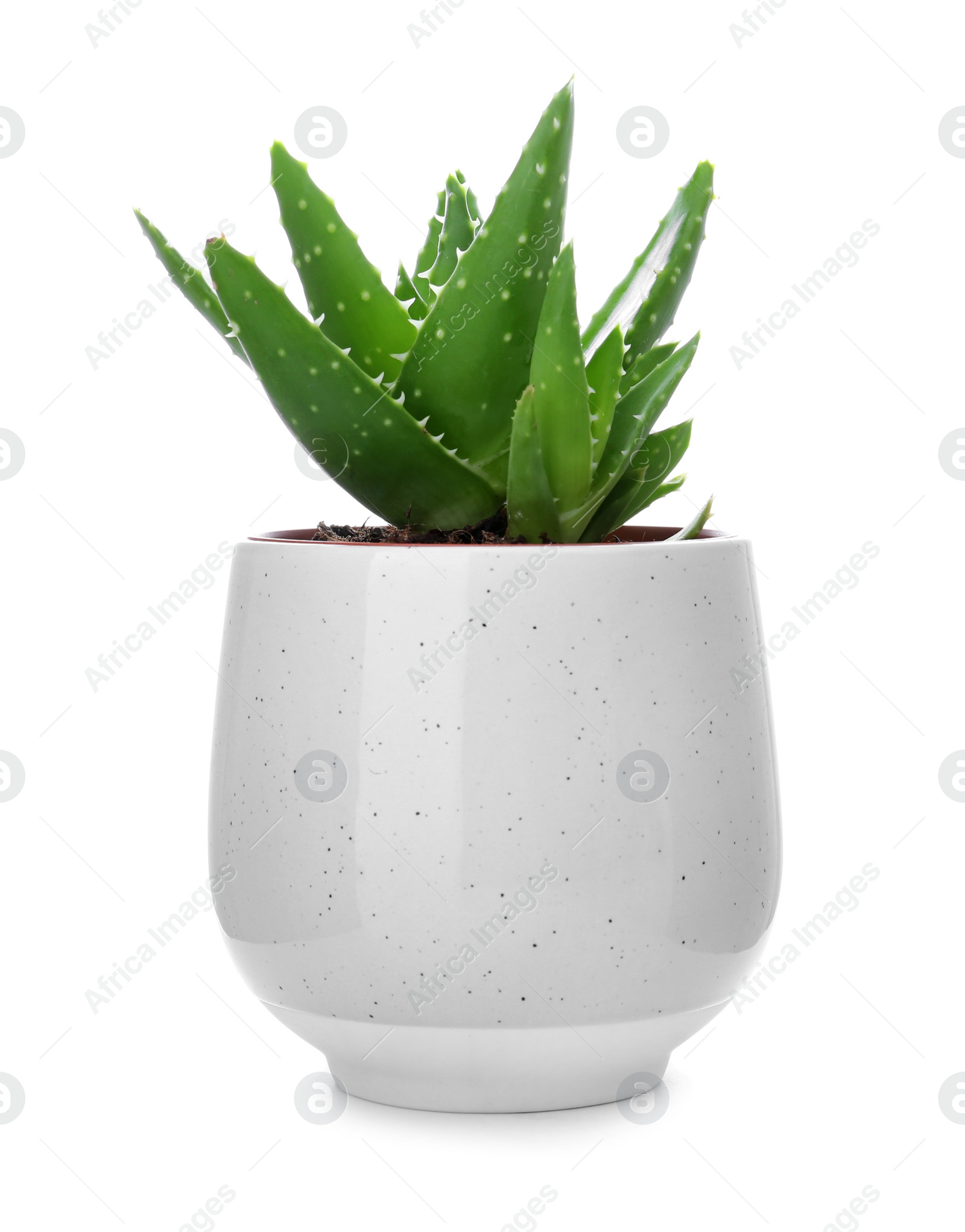 Photo of Flowerpot with aloe vera on white background