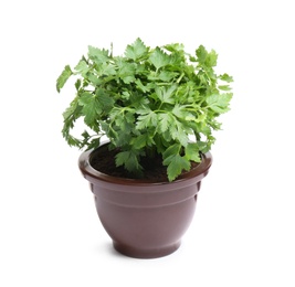 Photo of Fresh green organic parsley in pot on white background