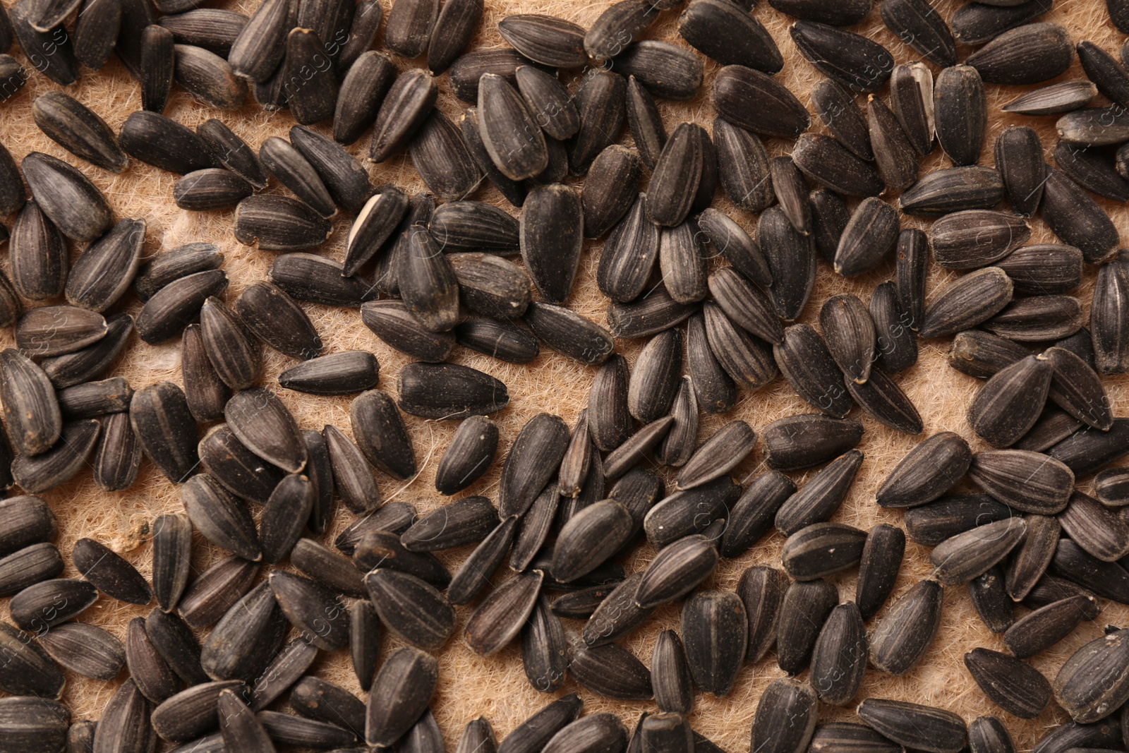 Photo of Growing microgreens. Many sunflower seeds on mat, flat lay