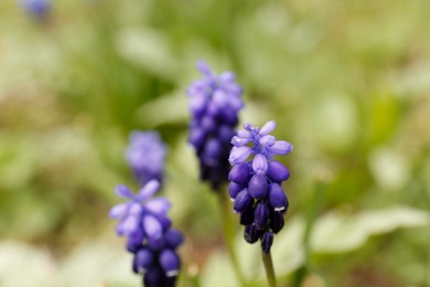 Beautiful muscaris growing outdoors, closeup. Spring flower