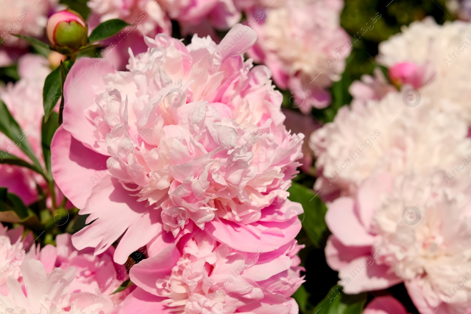 Photo of Wonderful fragrant pink peonies outdoors, closeup view