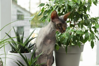 Photo of Sphynx cat on windowsill near houseplants indoors