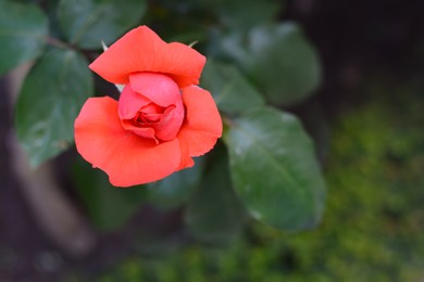 Photo of Beautiful coral rose flower blooming outdoors, closeup. Space for text