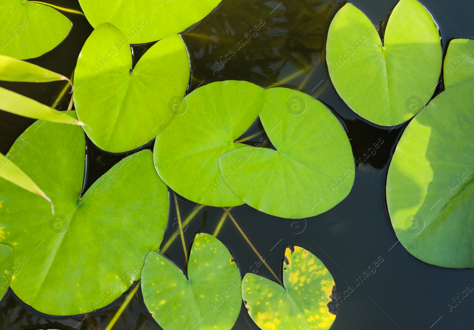 Photo of Beautiful pond with waterlily leaves, top view