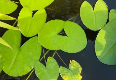 Photo of Beautiful pond with waterlily leaves, top view