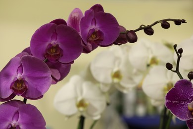 Photo of Beautiful purple orchid flowers on blurred background, closeup