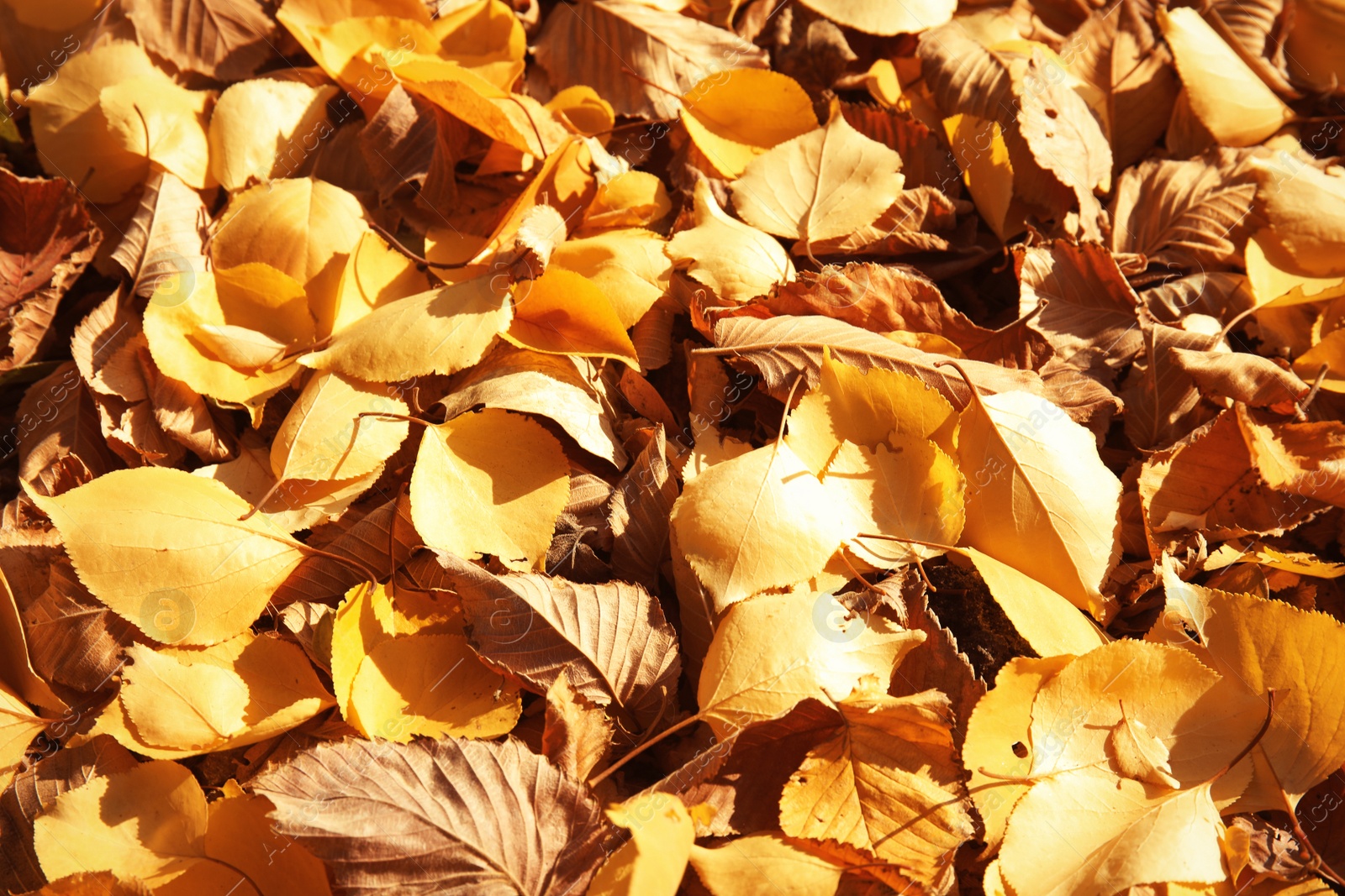 Photo of Dry fallen autumn leaves on sunny day as background